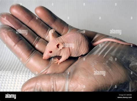 Une Souris Grise Nue Dans Palm Chercheur La Souris Nude Car Le D Faut