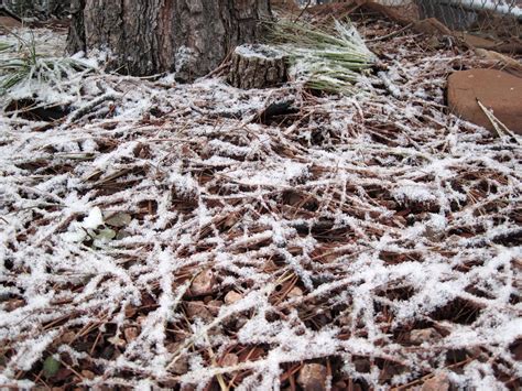 Free Images Tree Forest Branch Winter Frost Ice Weather Soil