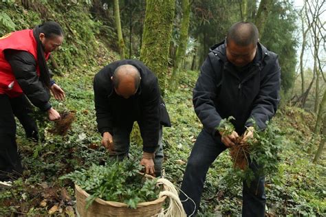 “苦黄连”种出“甜日子”！沙湾这批黄连进入采收期种植五七村沙湾镇