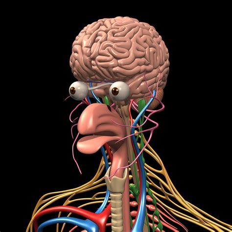 Max Human Anatomy Nervous Brain