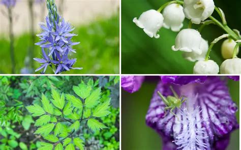 10 Best Plants for Humid Areas - Garden Lovers Club