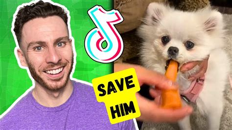 Pomeranian Tiktok Compilation Guaranteed To Make You Smile Youtube