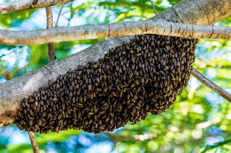 Dónde viven las abejas conoce su hábitat y forma de vida Eltiempo es