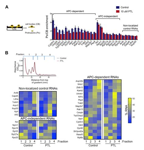 Disrupting Localization Of Apc Dependent Rnas Through Perturbation Of