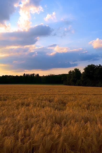 Ladang Jagung Alam Lanskap Foto Gratis Di Pixabay Pixabay