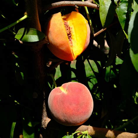 Contender Peach Tree For Sale Grow Organic