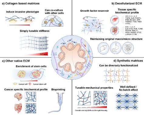 Extracellular Matrix Ecm Models For Engineering Tumor Organoids