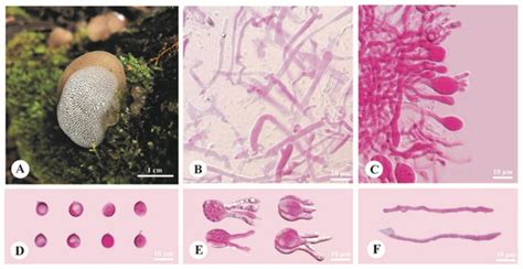 JoF Free Full Text Phylogeny And Diversity Of The Genus