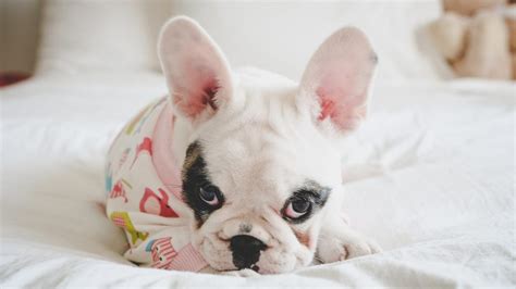 Dog Pajamas | 10 Cute, Cozy, and Stylish Options for Your Dog