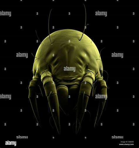 Dust Mite Computer Artwork Of A House Dust Mite Dermatophagoides