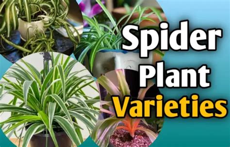 18+ Amazing Spider Plant Varieties With Names And Pictures