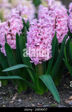 Hyacinthus Orientalis Anna Liza Bulbous Perennial With Upright