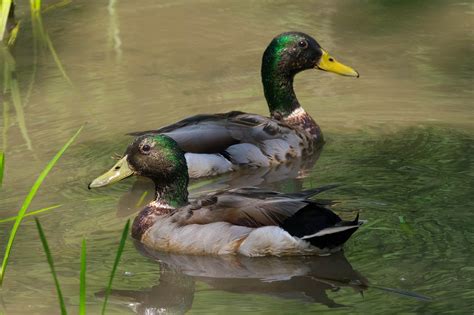 Ente Stockente Vogel Kostenloses Foto Auf Pixabay Pixabay