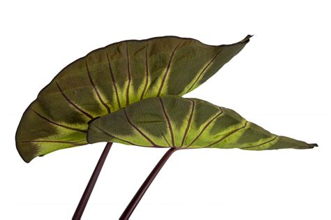 Colocasia Royal Hawaiian Waikiki Z S Planthaven International