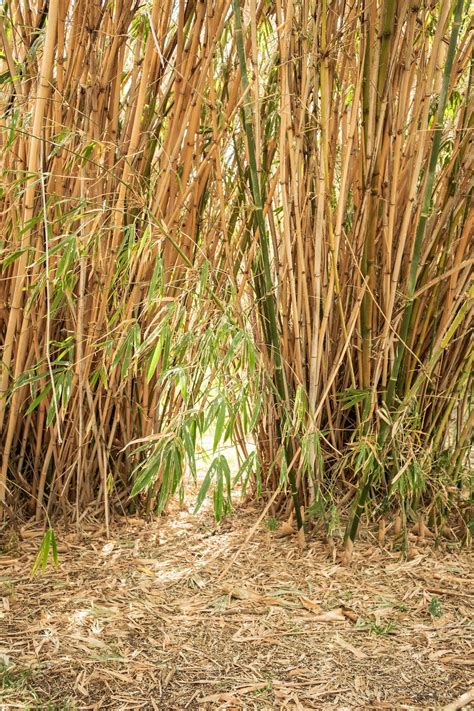 Bamboo Grass · Free Stock Photo