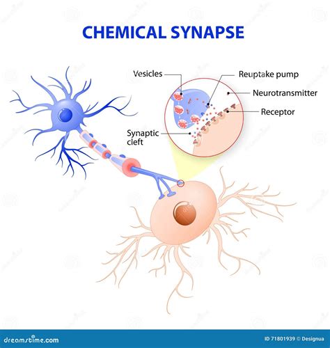 Structure Of A Typical Chemical Synapse Neurotransmitter Release