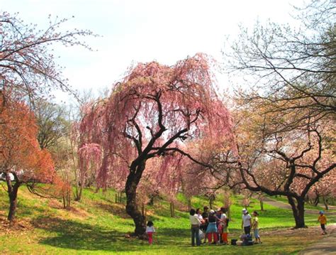 Cherry Blossom in New Jersey - More than 5,000 Cherry Trees