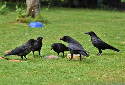 50 Clever Crow Facts About The World's Smartest Birds