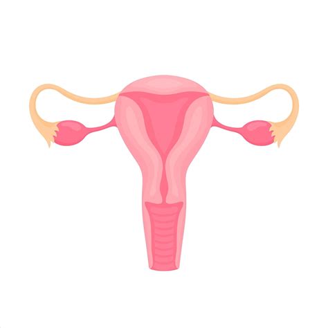 Female Reproductive Organs Flat Style Colorful Illustration Internal