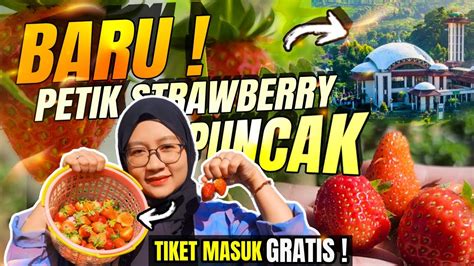 Baru Wisata Petik Strawberry Di Puncak Bogor Dekat Masjid Atta Awun