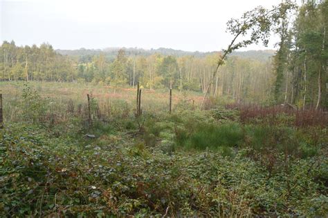 A Cleared Area Cage Wood N Chadwick Cc By Sa 2 0 Geograph Britain