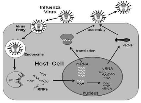 Influenza Virus Life Cycle Influenza Virus Binds To Sialic Acid Download Scientific Diagram