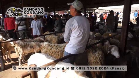 Jual Kambing Domba Gibas Anakan Indukan Harga Murah Youtube