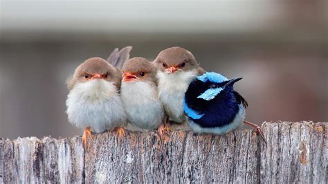 Cute Cuddling Birds 4K Desktop Wallpaper [1920×1080] – HD Wallpapers