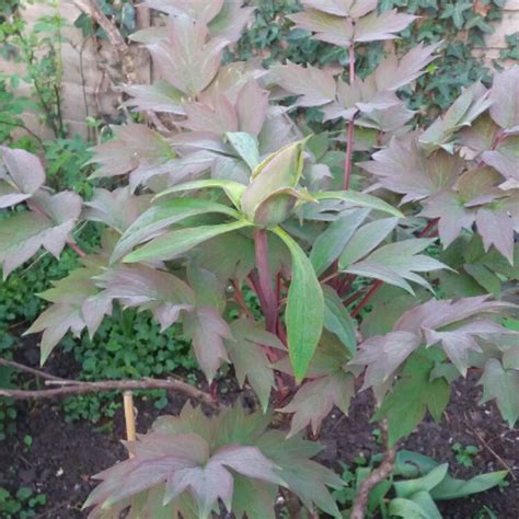 Paeonia X Suffruticosa Kokuryu Nishiki Syn Paeonia X Suffruticosa