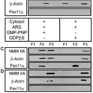 Atp And Gtp Dependent Binding Of Nmm Iia Heavy Chain And B Actin To