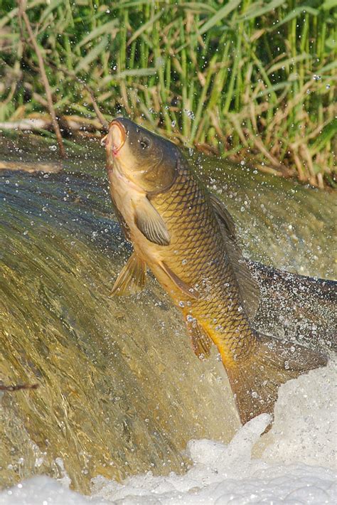 Carp Jump Seattle