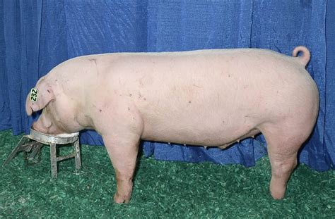 Landrace Pig – A Good Pig Breed For Commercial Farming – FarmerDB