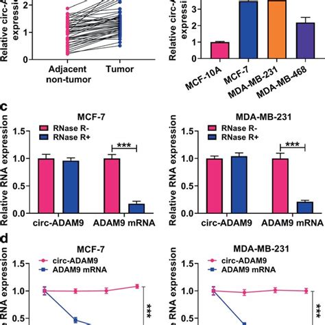 Expression Level Of Circ Adam In Breast Cancer Tissues And Cells