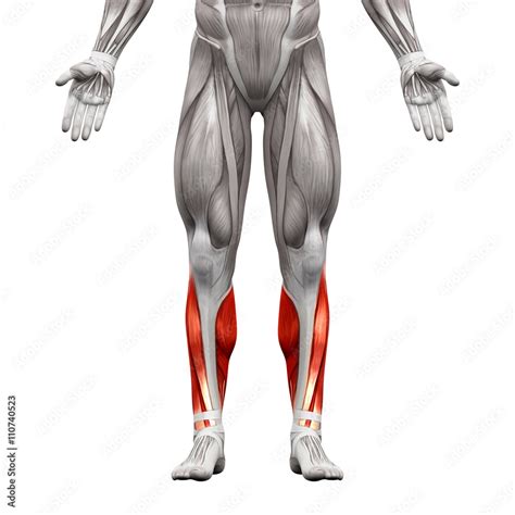 Calf Muscles - Anatomy Muscles isolated on white Stock Photo | Adobe Stock