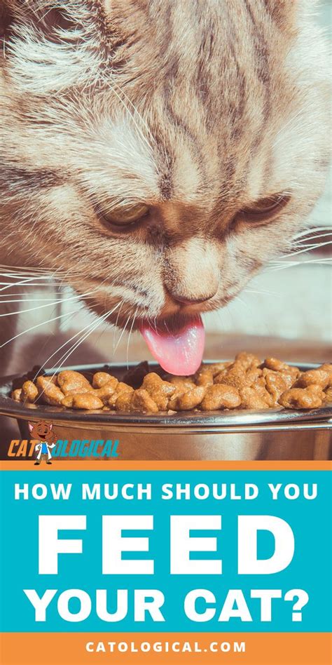 How Much Should I Feed My Cat The Cat Feeding Guide Artofit