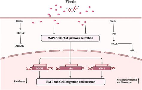 Effect Of Fisetin On Some Genes Or Enzyme Targeting At Urokinase