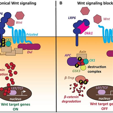 The Canonical Wnt Pathway And The Role Of The Lrp Receptor The Lrp