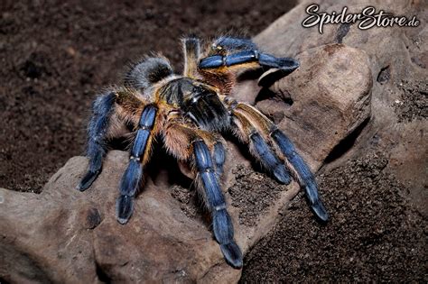 Harpactira Pulchripes