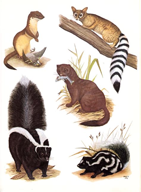 Mustelids And Ringtail Plate 12 The Mammals Of Louisiana And Its