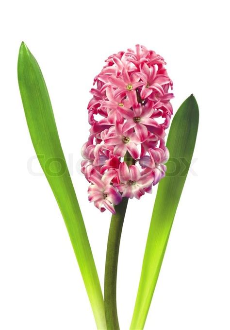 Red hyacinth isolated on white ... | Stock image | Colourbox