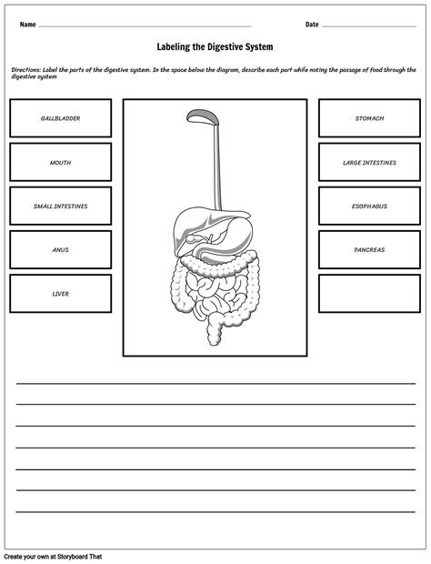 Blank Diagram Of Digestive System To Label Printable Digesti