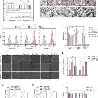 Knockdown Of Cebpg Inhibited Oc Cell Proliferation Migration And