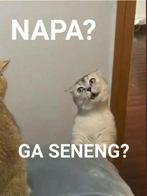 6 Meme Kucing Gambarkan Ekspresi Kesal Ini Bikin Gemas, Enggak Jadi ...