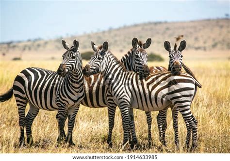 27,685 Zebra In Herd Images, Stock Photos & Vectors | Shutterstock