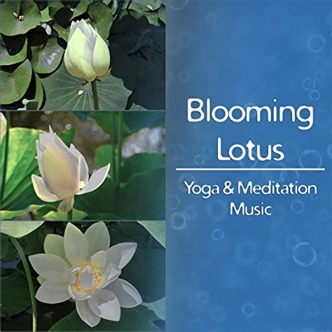 Blooming Lotus Yoga And Meditation Music Zen Nature Sounds