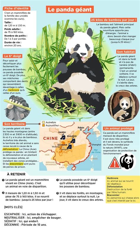 Le panda géant Documentaire animaux Panda géant Le panda géant