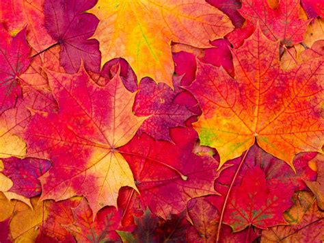 Autumn vs. Fall: Exploring the Difference and Usage | Merriam-Webster