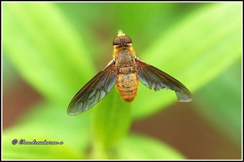 11622 Bombyliidae Bee Fly Chandrasekaran Arumugam Flickr