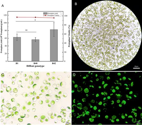 Frontiers A High Efficiency Peg Ca Mediated Transient