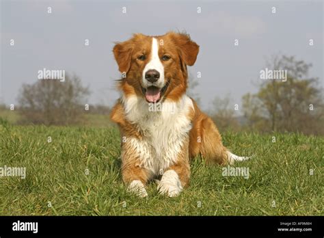 Mixed Breed Dog Canis Lupus F Familiaris Leonberger Golden